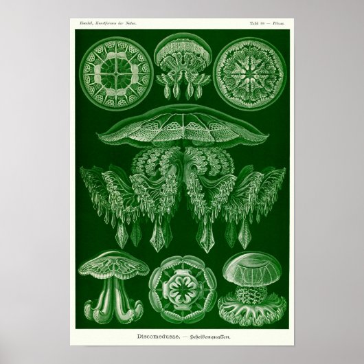 Bord 88. Discomedusae. Poster (Voorkant)
