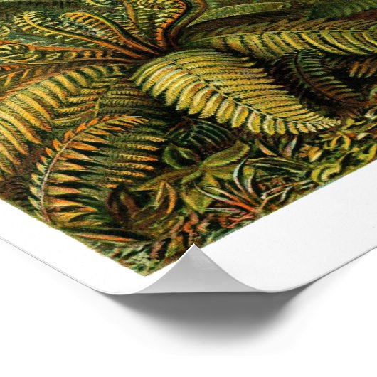 Bord 92. Filicinae. Poster (Hoek)