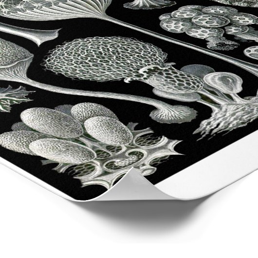 Bord 93. Mycetozoa. Poster (Hoek)