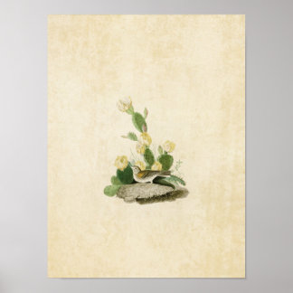 Bord 94 | Grass Finch of Bay-Winged Bunting Poster