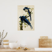 Bord 96 | Columbia Jay | Vogels van Amerika Poster (Keuken)