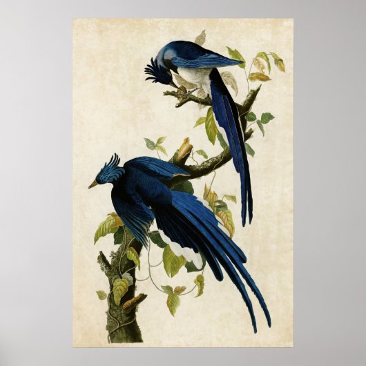 Bord 96 | Columbia Jay | Vogels van Amerika Poster (Voorkant)