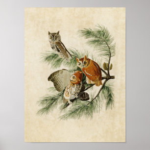 Bord 97   Little Screech Owl   Vogels van Amerika Poster