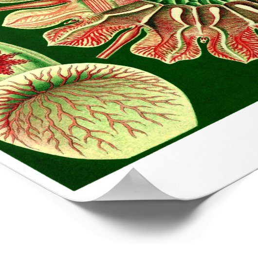 Bord 98. Discomedusae. Poster (Hoek)