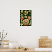 Bord 98. Discomedusae. Poster (Keuken)
