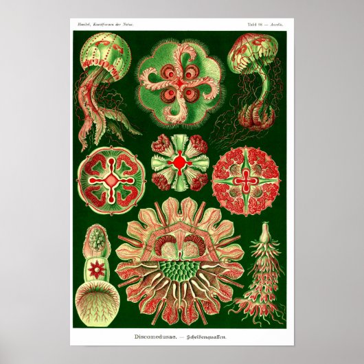 Bord 98. Discomedusae. Poster (Voorkant)