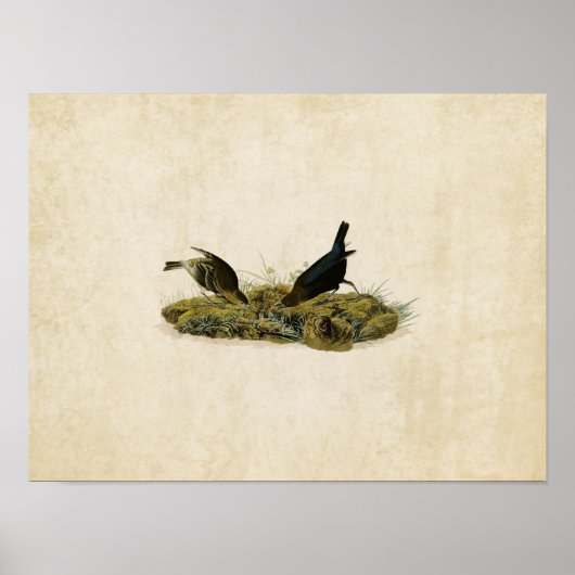 Bord 99 | Koe-Pen Bird | Vogels van Amerika Poster (Voorkant)