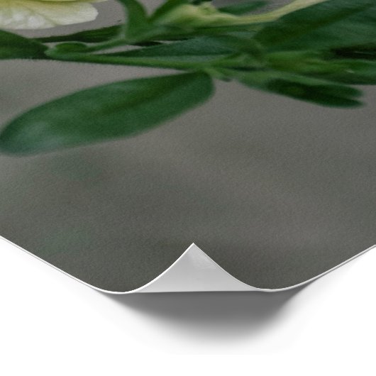 Bord Gele Petunia's Poster (Hoek)