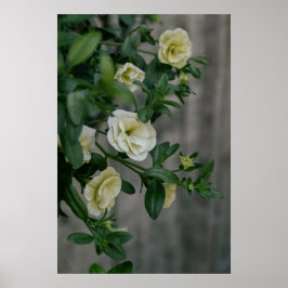  Bord Gele Petunia's Poster