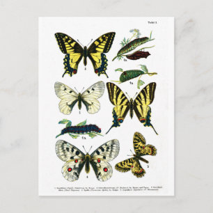 Bord I van de Europese Butterflies Briefkaart