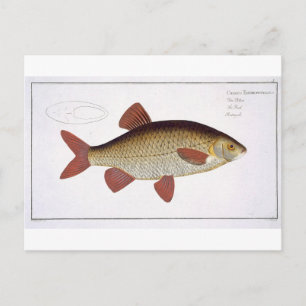 Bord I van de rode karper (Cyprinus Erithrofthalmu Briefkaart