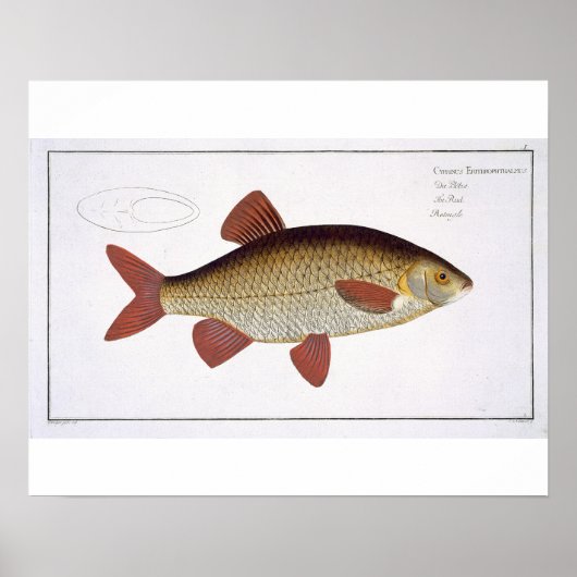 Bord I van de rode karper (Cyprinus Erithrofthalmu Poster (Voorkant)