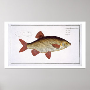 Bord I van de rode karper (Cyprinus Erithrofthalmu Poster