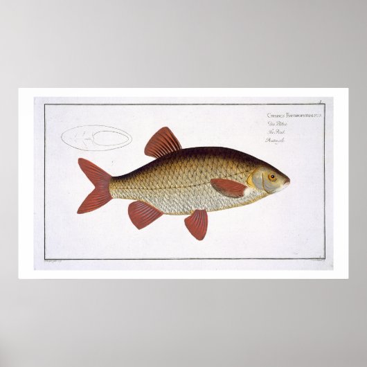 Bord I van de rode karper (Cyprinus Erithrofthalmu Poster (Voorkant)