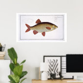 Bord I van de rode karper (Cyprinus Erithrofthalmu Poster (Thuiskantoor)