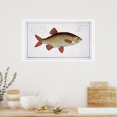 Bord I van de rode karper (Cyprinus Erithrofthalmu Poster (Keuken)