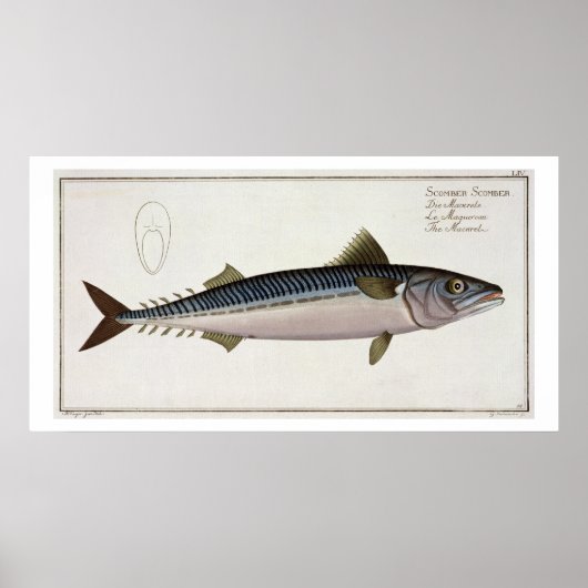 Bord LIV van makreel (Scomber Scomber) uit "Ichthy Poster (Voorkant)