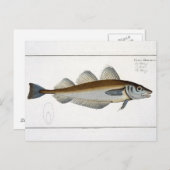 Bord LXV van wijting (Gadus Merlangus) uit 'Ichthy Briefkaart (Voorkant / Achterkant)