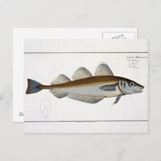 Bord LXV van wijting (Gadus Merlangus) uit 'Ichthy Briefkaart (Voorkant / Achterkant)