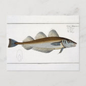 Bord LXV van wijting (Gadus Merlangus) uit 'Ichthy Briefkaart (Voorkant)