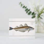 Bord LXV van wijting (Gadus Merlangus) uit 'Ichthy Briefkaart (Staand voorkant)