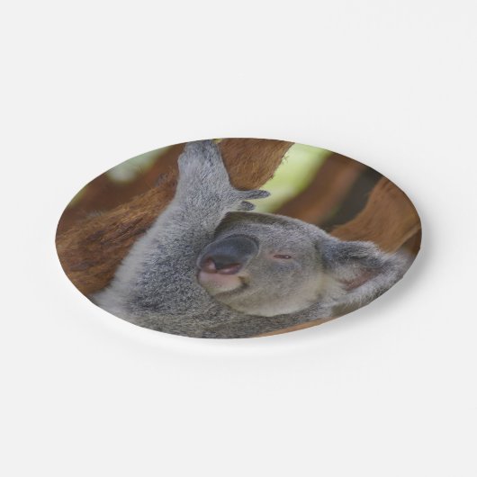 Bord Peekaboo Koala (Gekanteld)