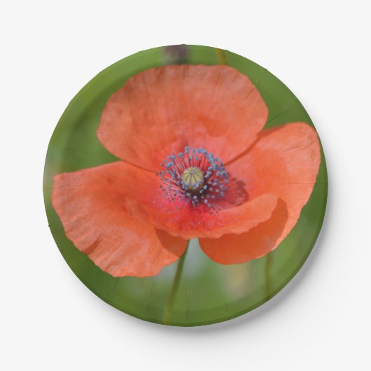 Bord rood Papier (Voorkant)