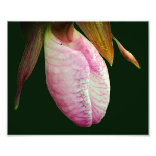 Bord Roze Lady Slipper Orchid Flower 8x10 Foto Afdruk