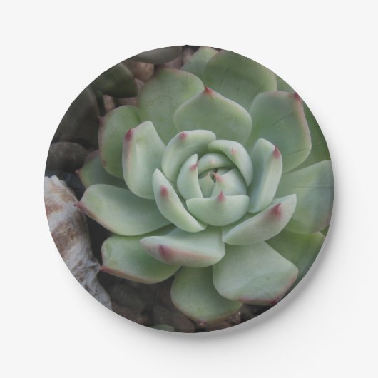 Bord Succulent papier (Voorkant)