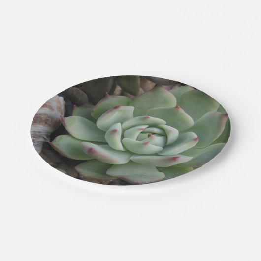 Bord Succulent papier (Gekanteld)