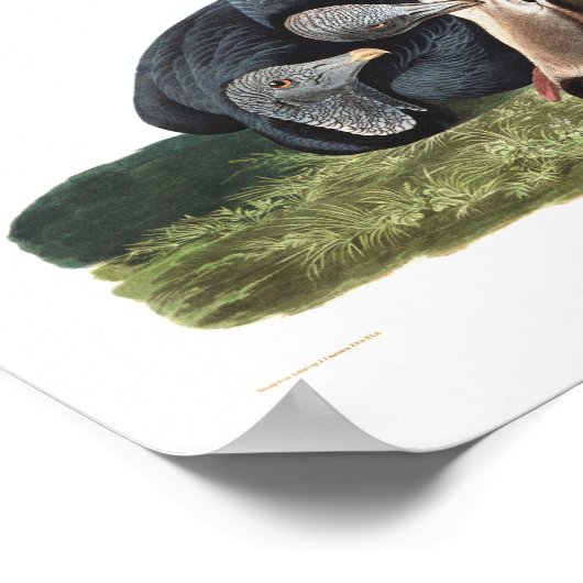 Bord van Audubon 106 Black Vulture Poster (Hoek)