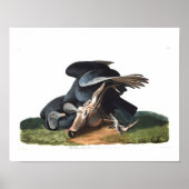 Bord van Audubon 106 Black Vulture Poster (Voorkant)