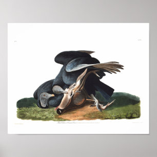 Bord van Audubon 106 Black Vulture Poster