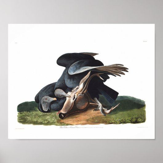 Bord van Audubon 106 Black Vulture Poster (Voorkant)