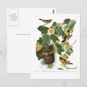 Bord van Audubon 12 Baltimore Oriole Briefkaart (Voorkant / Achterkant)