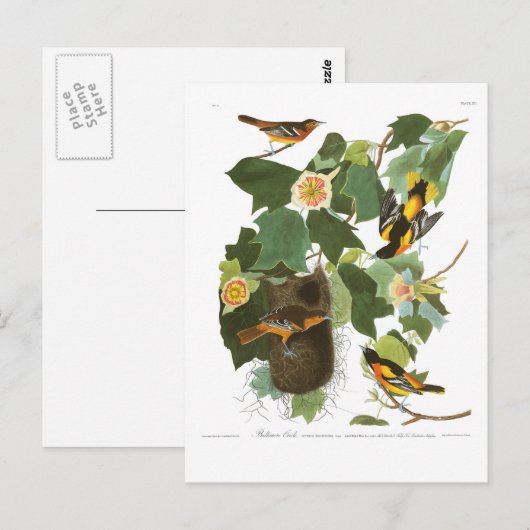 Bord van Audubon 12 Baltimore Oriole Briefkaart (Voorkant / Achterkant)