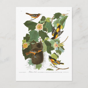 Bord van Audubon 12 Baltimore Oriole Briefkaart