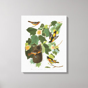 Bord van Audubon 12 Baltimore Oriole Canvas Afdruk