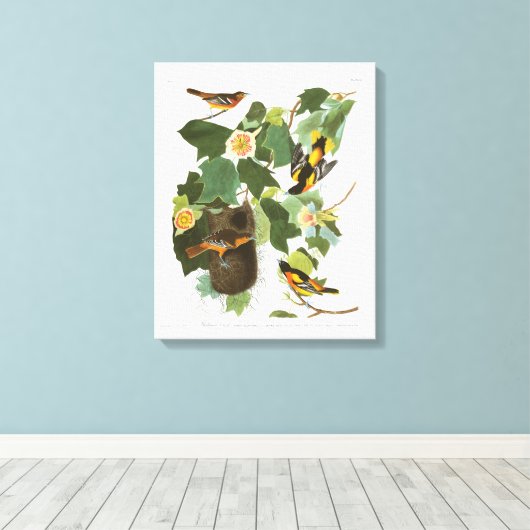 Bord van Audubon 12 Baltimore Oriole Canvas Afdruk (Insitu (Houten vloer))