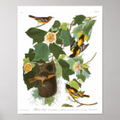 Bord van Audubon 12 Baltimore Oriole Poster (Voorkant)