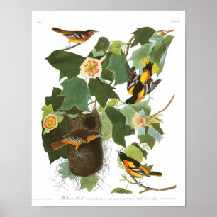 Bord van Audubon 12 Baltimore Oriole Poster