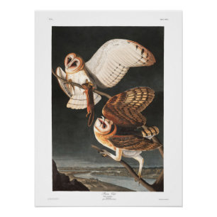 Bord van Audubon 171 Barn Owl Perfect Poster