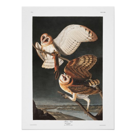 Bord van Audubon 171 Barn Owl Perfect Poster (Voorkant)