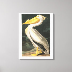 Bord van Audubon 311 American White Pelican Canvas Afdruk