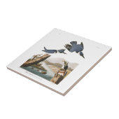 Bord van Audubon 77 Belted Kingfisher Tegeltje (Zijkant)