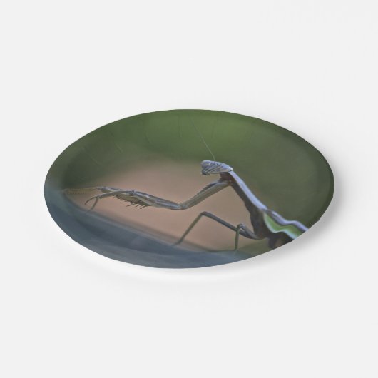 Bord voor gebeten Mantis Paper (Gekanteld)