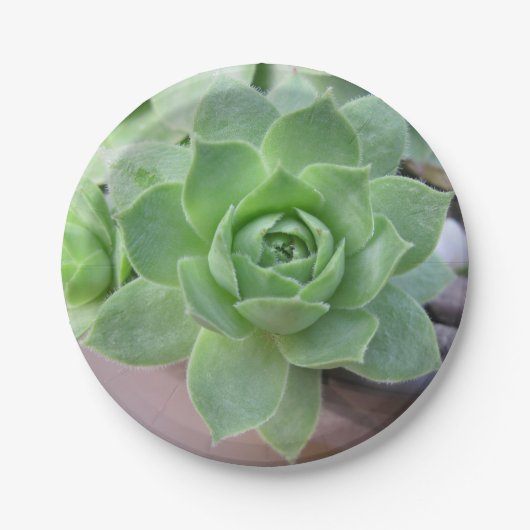 Bord voor kippen en kippen (Voorkant)