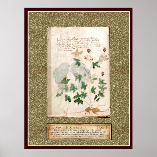 Bord Voynich 10 Poster (Voorkant)