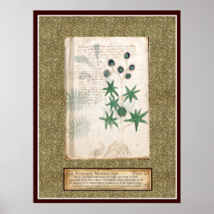 Bord Voynich 12 Poster