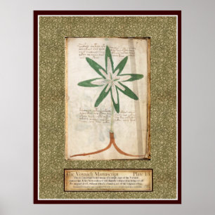 Bord Voynich 13 Poster